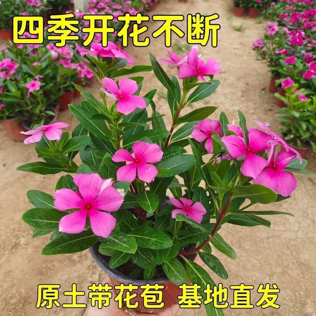天天开盆栽长春花玫红色带花苞四季常青五叶梅阳台客厅观花植物