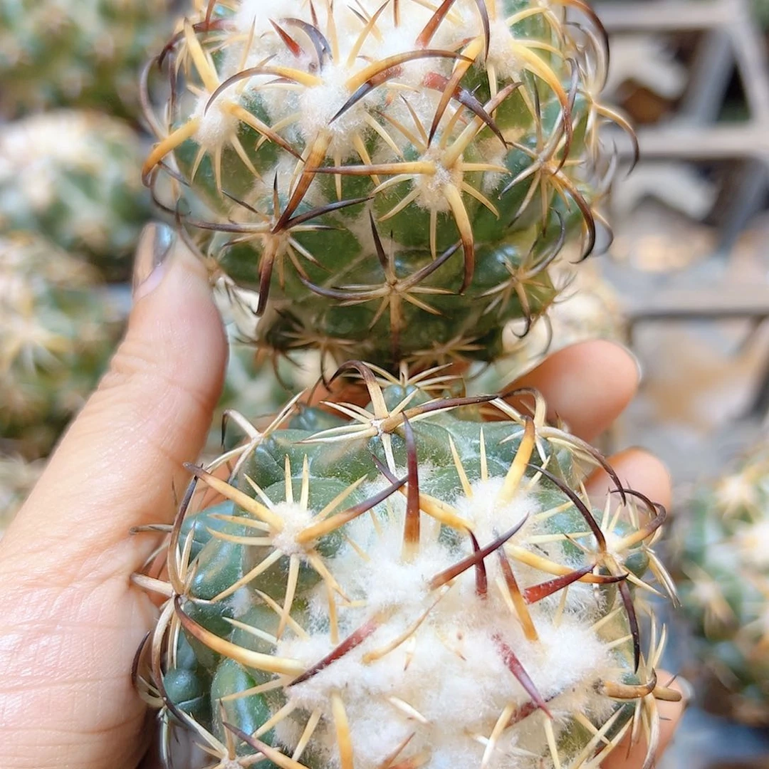 苗接钢钉无根6公分1颗