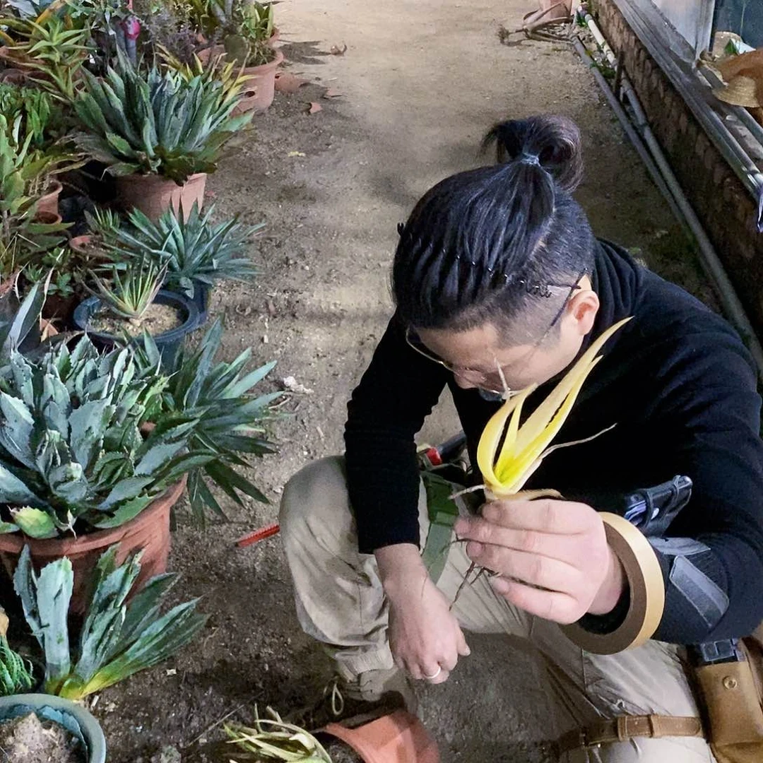 斑点芦荟锦侧芽一颗