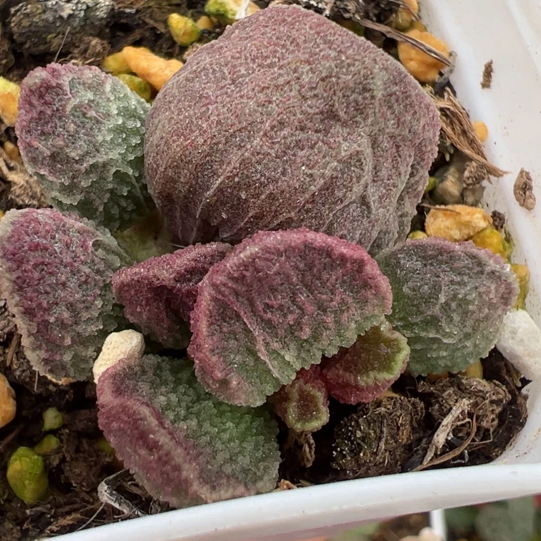 实生新品大苗多肉植物