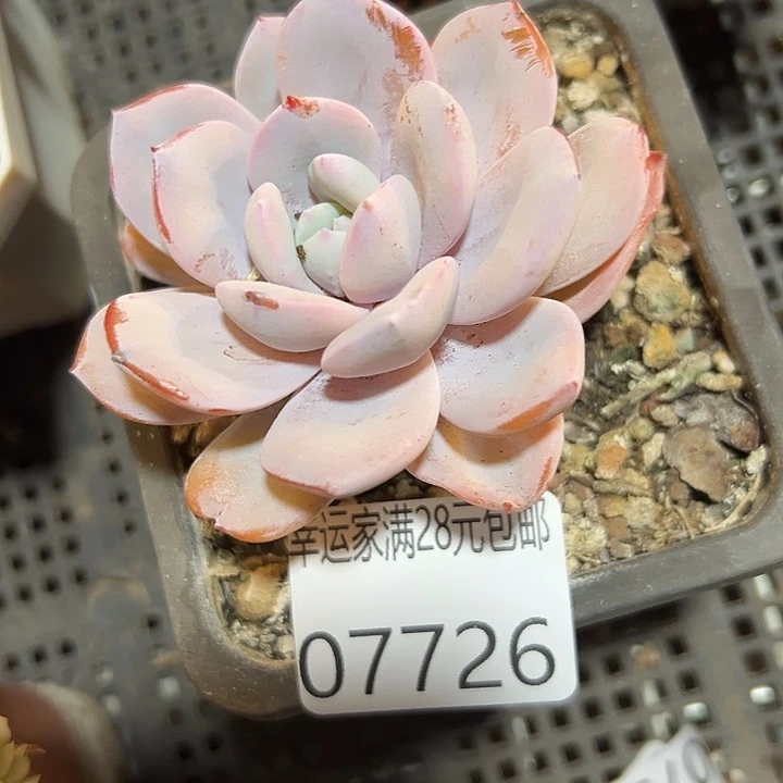 幸运的是我还在等你