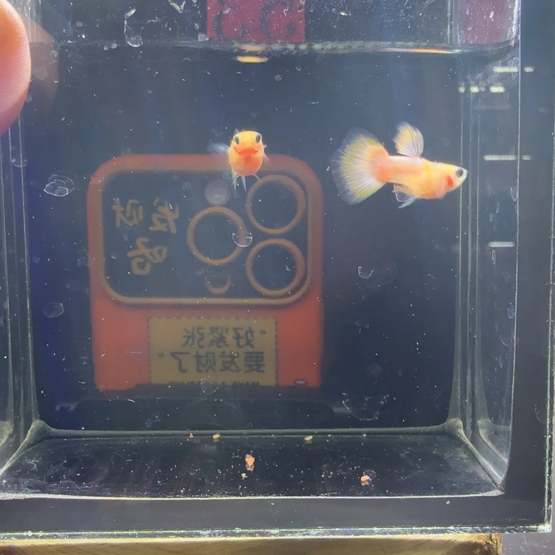 孔雀鱼幻彩粉猫一组53