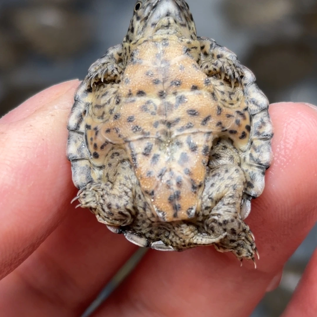 不分公母宠物龟全品大粗满文鼎级黑刀