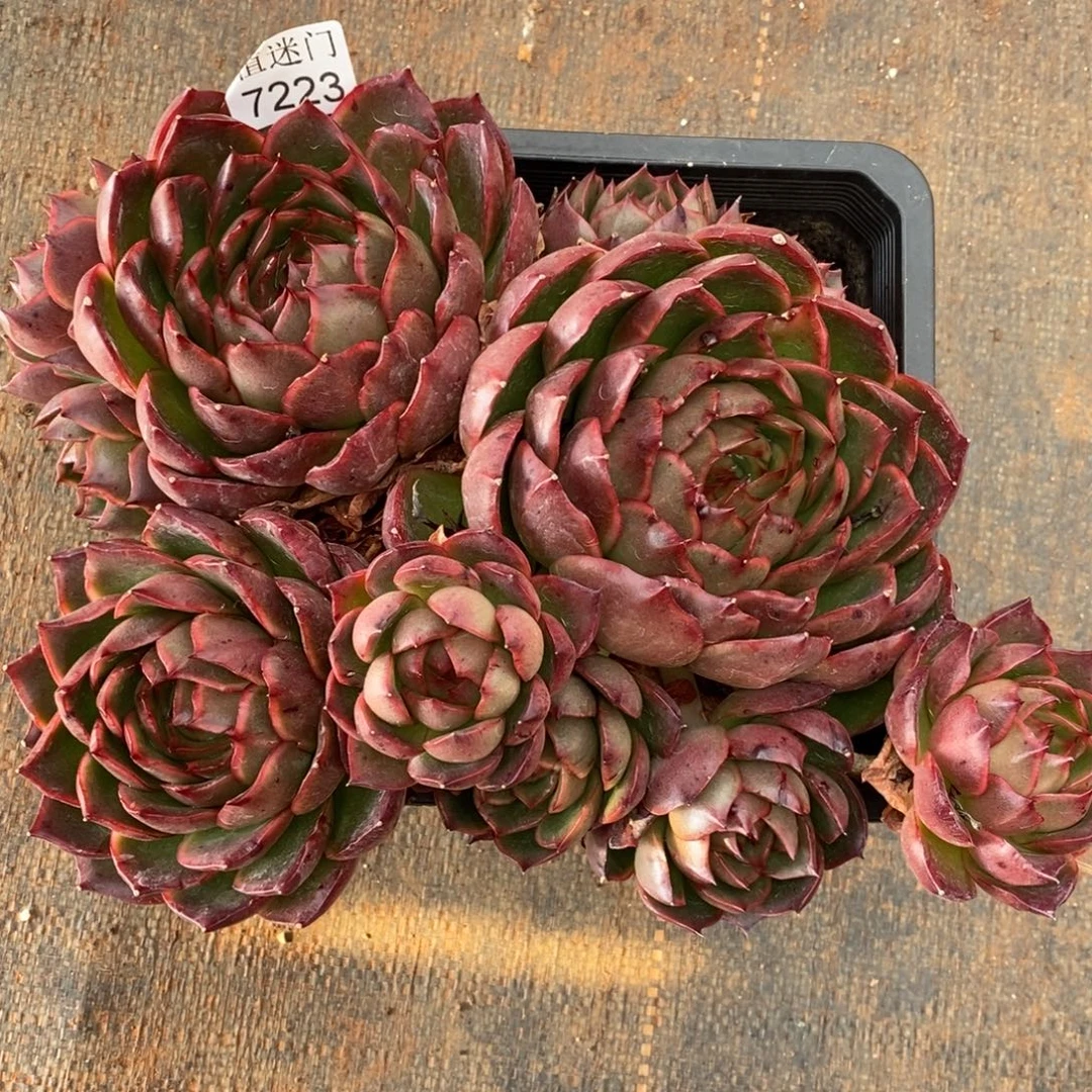 林***D杂交精品多肉7223~20厘米