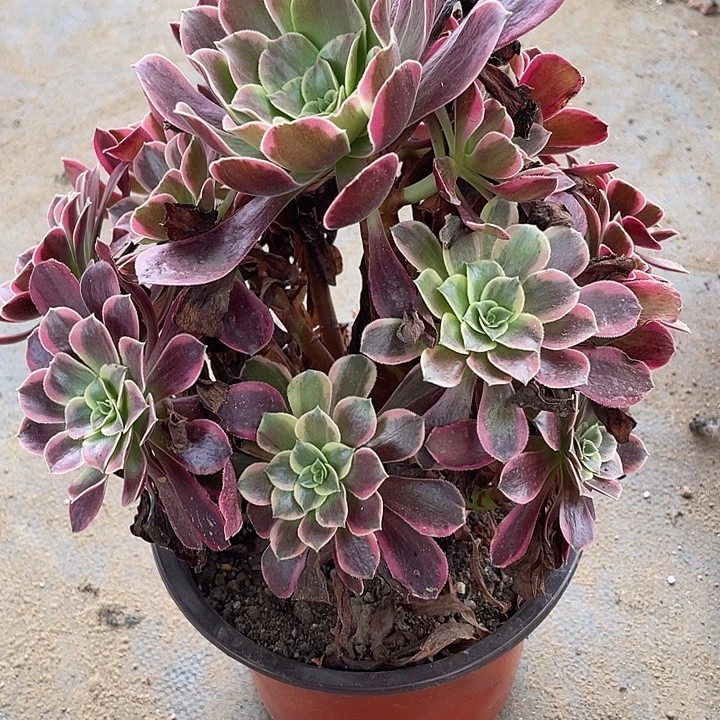 345金丝雀多肉植物法师