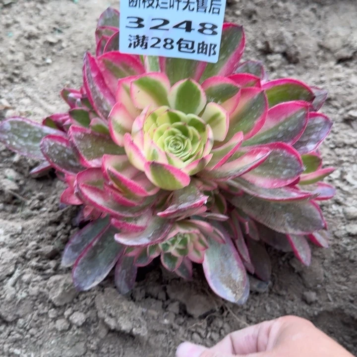 3248二号棚荔枝多肉G