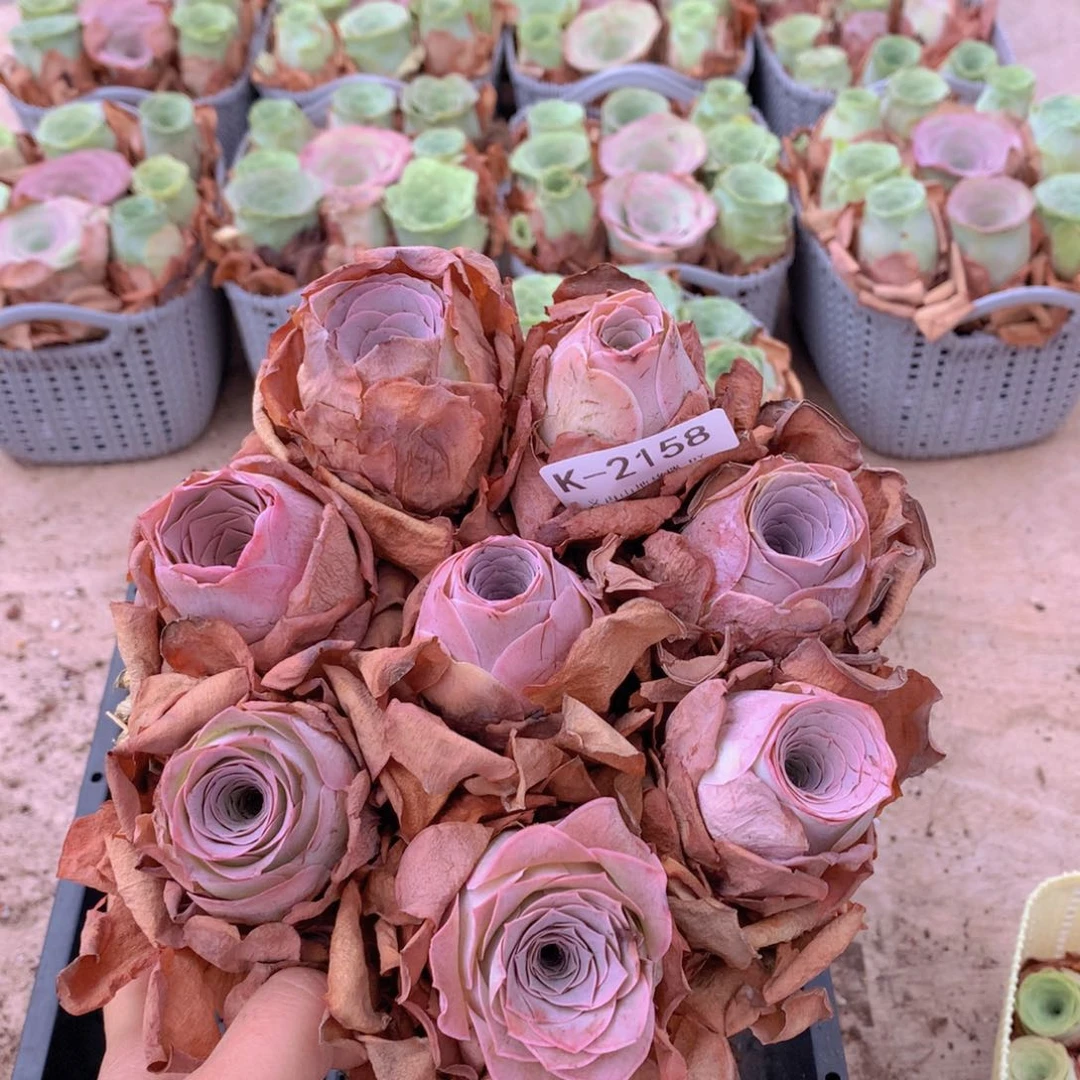 2158带篮子精品货8颗