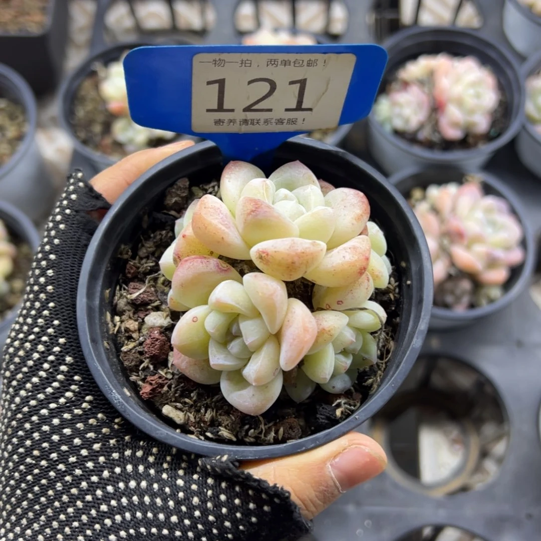 红陶2**1121号多肉植物