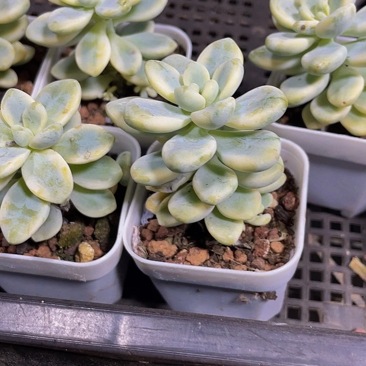 锦锦锦劳尔锦带盆土发