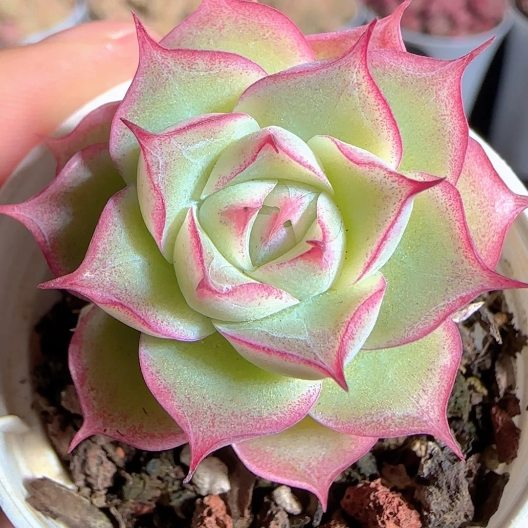 多肉1225-98女王玫瑰