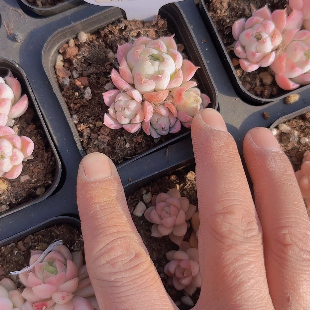 B401沁心一物一拍