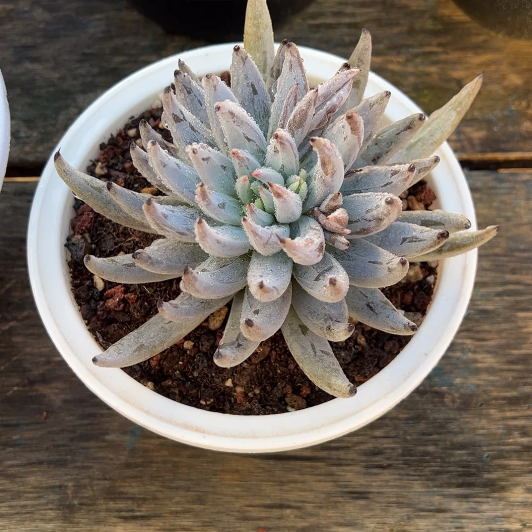 魔爪 单头 阿松多肉