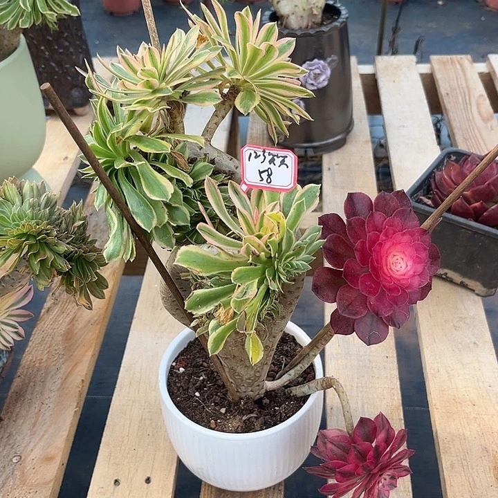 多肉1****笑夕颜123456