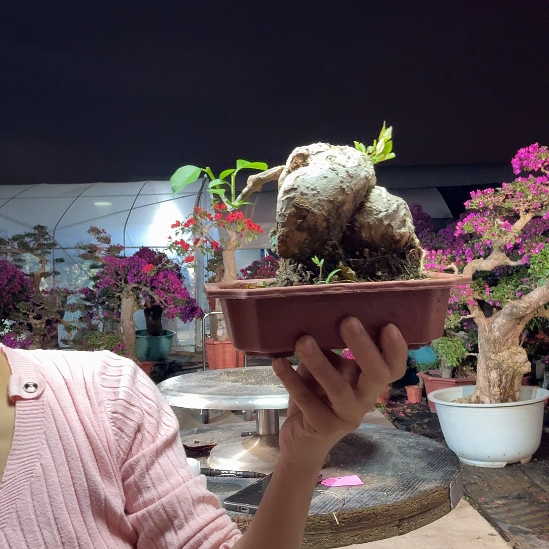 厦***鹰无花朵小叶紫三角梅