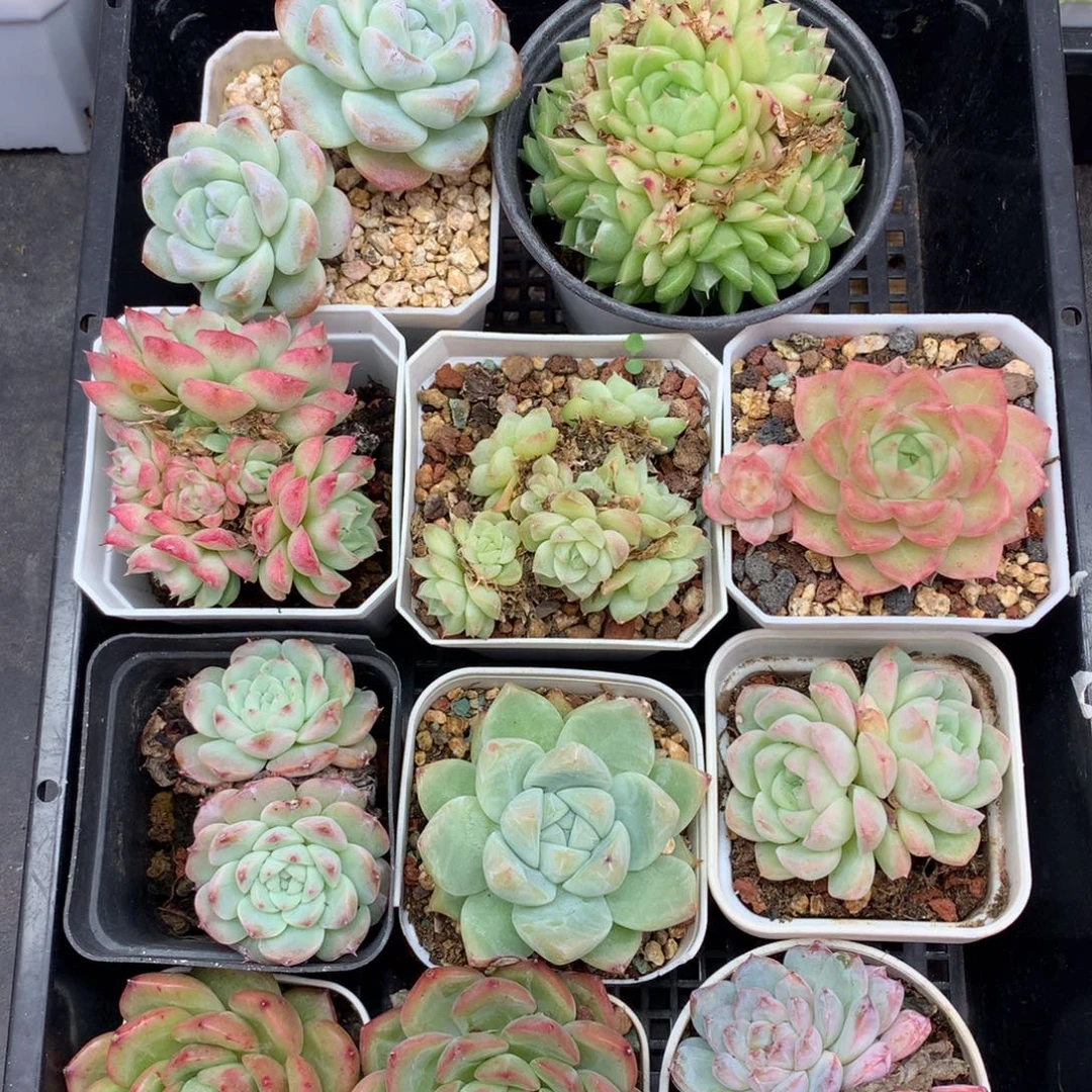 1119-02 套餐一组