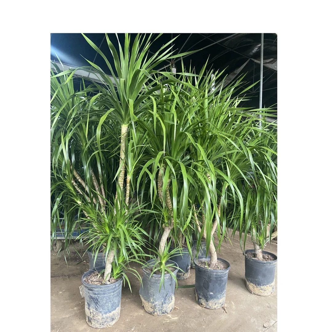 怪龙血树盆栽绿植室内大型客厅真花龙须树落地植物