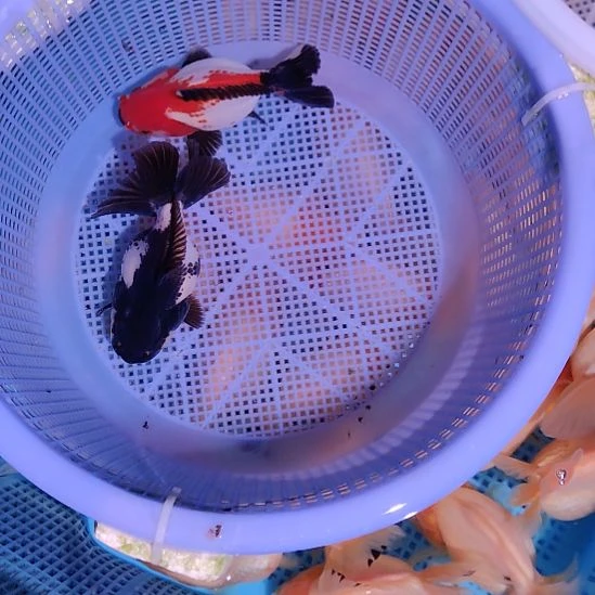 用***1金鱼090小玛丽两条特价顺丰包邮