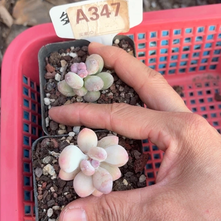 淡***笑c b x zv h f f f 347