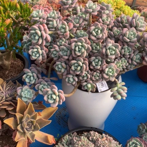 泸****行1847洛神多肉