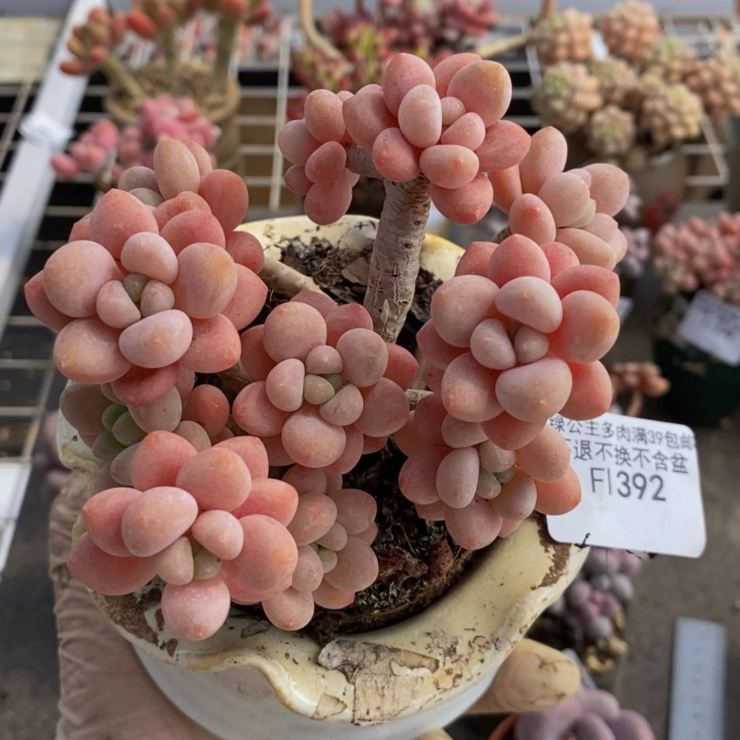 鱼子酱392/10cm多肉