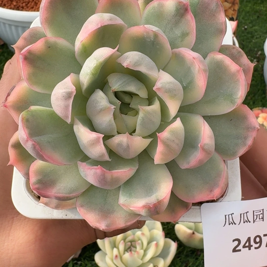 2497草莓蛋糕锦多肉植物