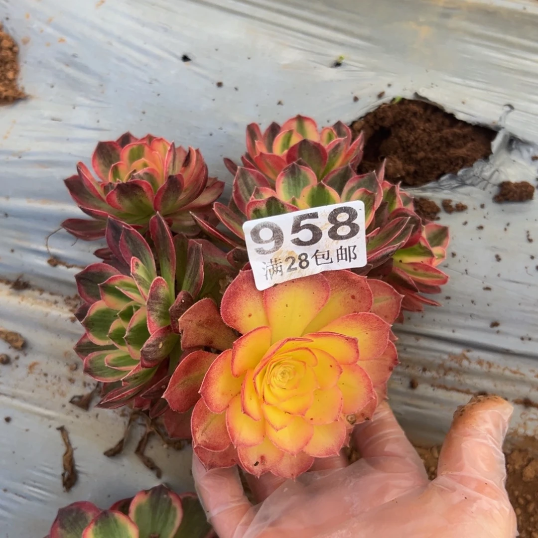 多肉植物958海仙……