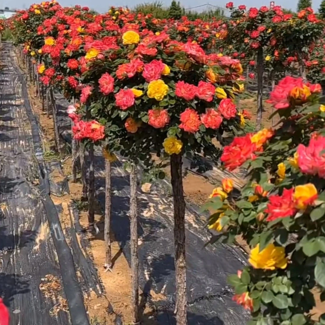 顺丰包邮！五色树桩棒棒糖月季月季花！浓香型五色彩虹月季