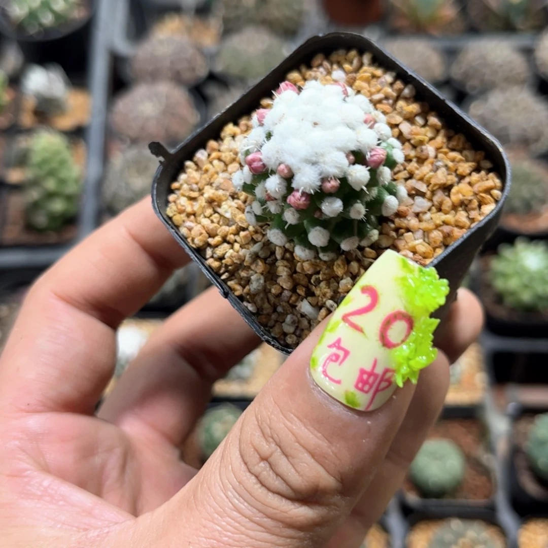 单头带花苞明日香姬单头发货