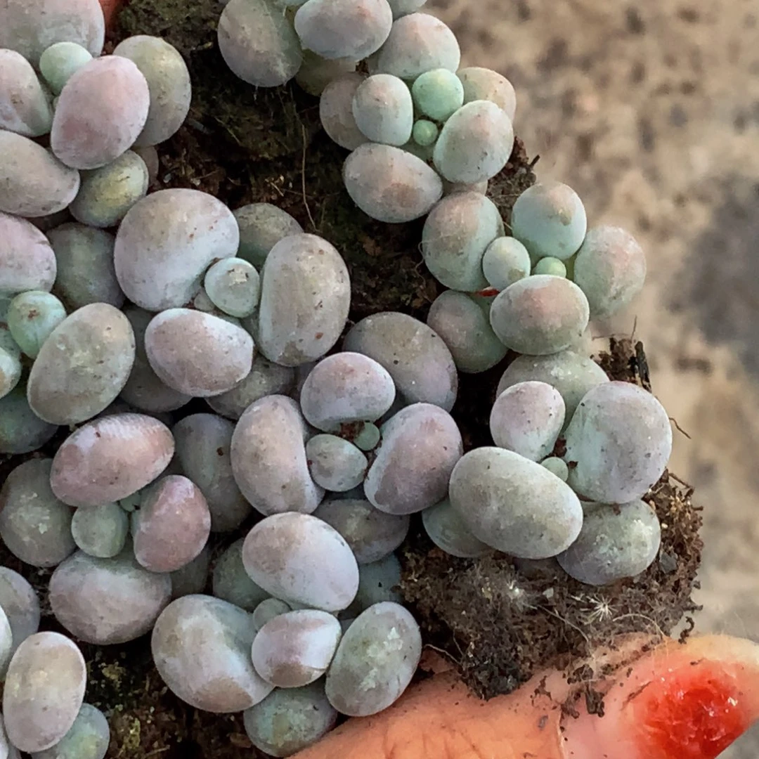 汤圆 小。（满9.99包邮不满9.99发叶子）