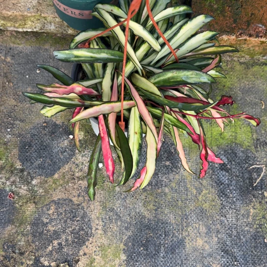 w***d完全开放冰糖球兰品种