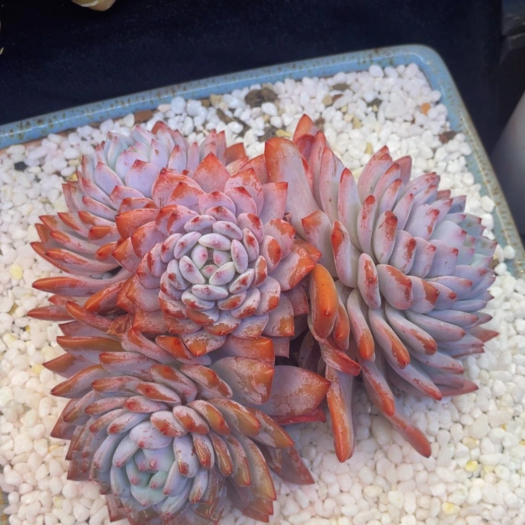 多肉植物盆栽多肉