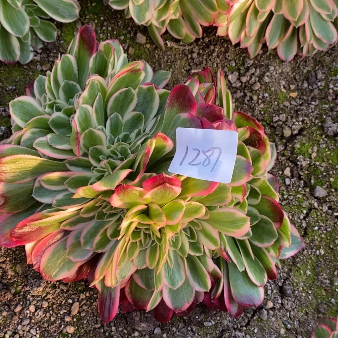 1287女郎缀多肉植物