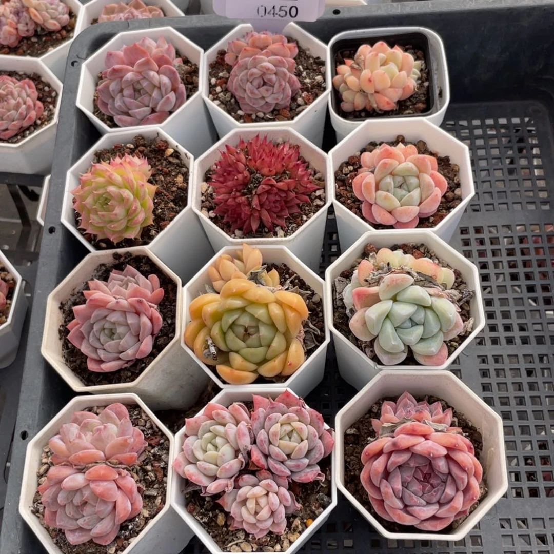 不包整散 盆子不售后0450