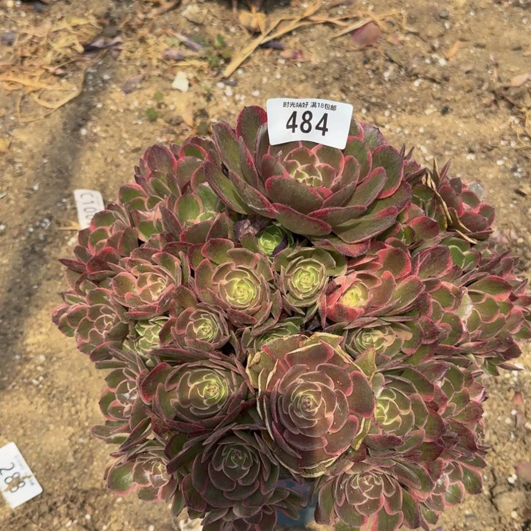 484粉花妖多肉植物