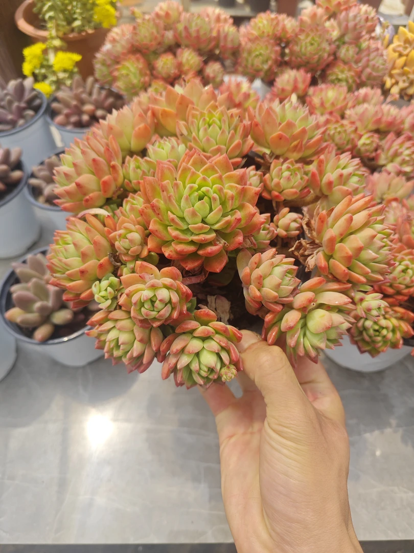 精控状态色马库斯      11多肉