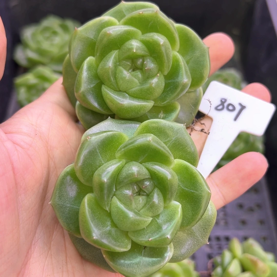 ****）807号珍妮两颗，晗雨多肉