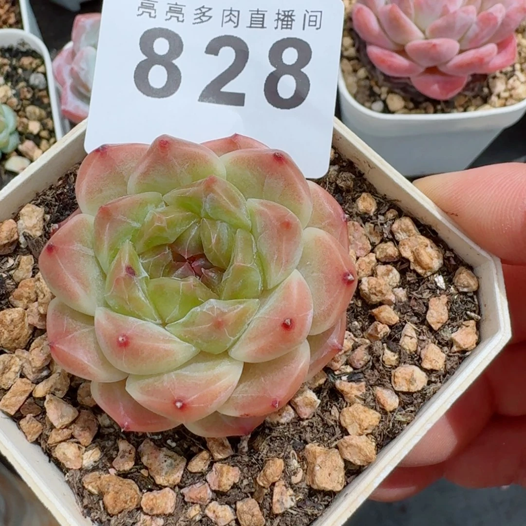 冰魄            精美多肉植物