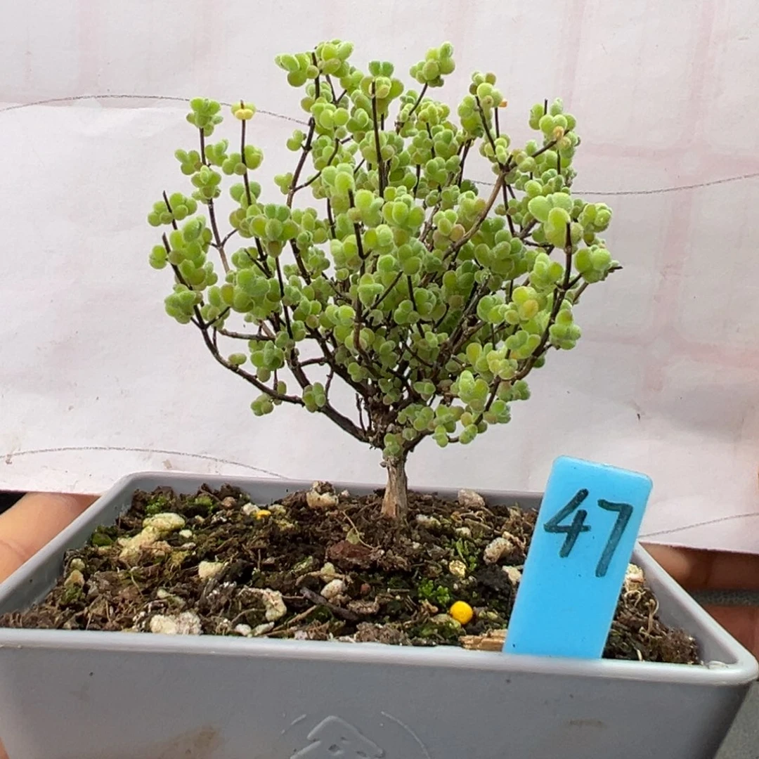 实生莱斯小树47号