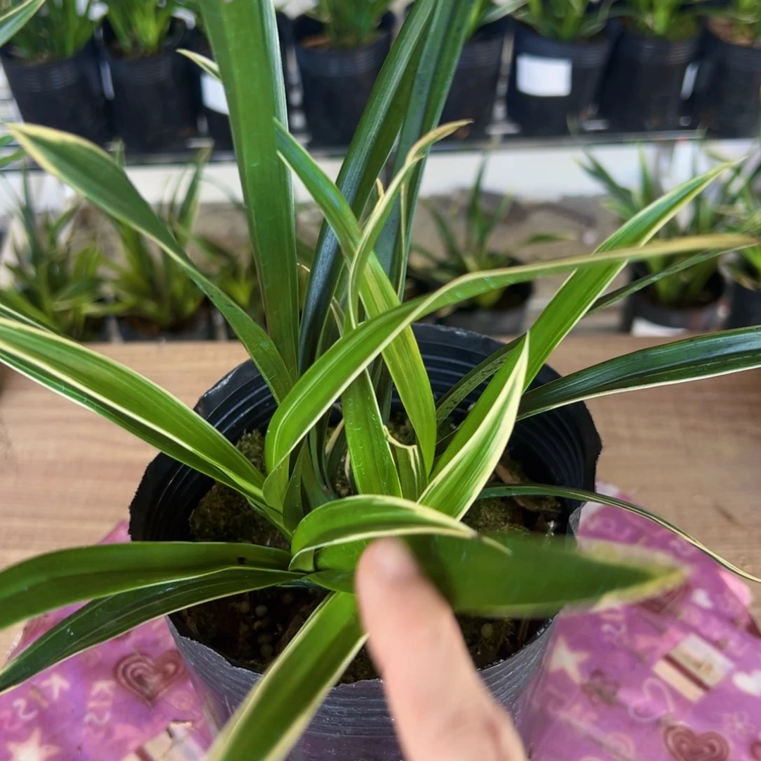 当前无花栽培后可以开花