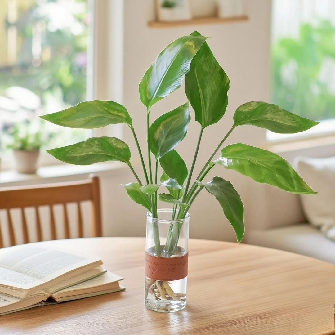 水培天堂鸟盆栽绿植室内桌面大叶四季常青净化空气观叶花卉植物