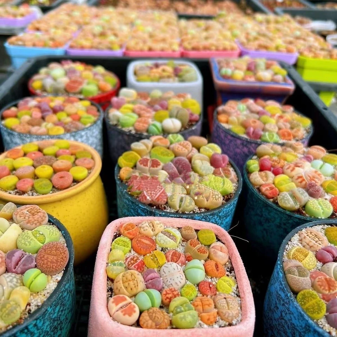 【满9.9包邮】彩色生石花带盆土7cm多肉植物以直播间介绍为主