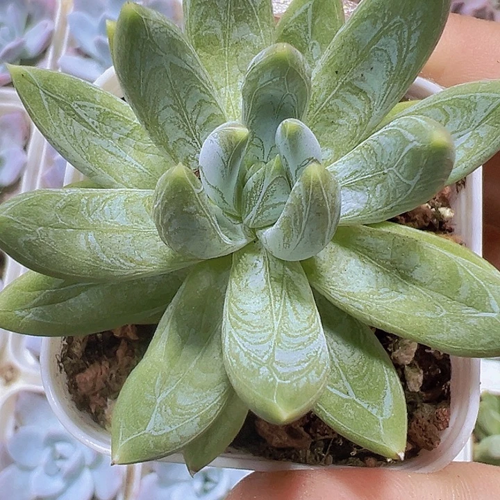 单头青浓美人19包邮