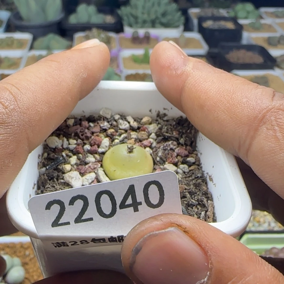 【闪购商品】?****U23040