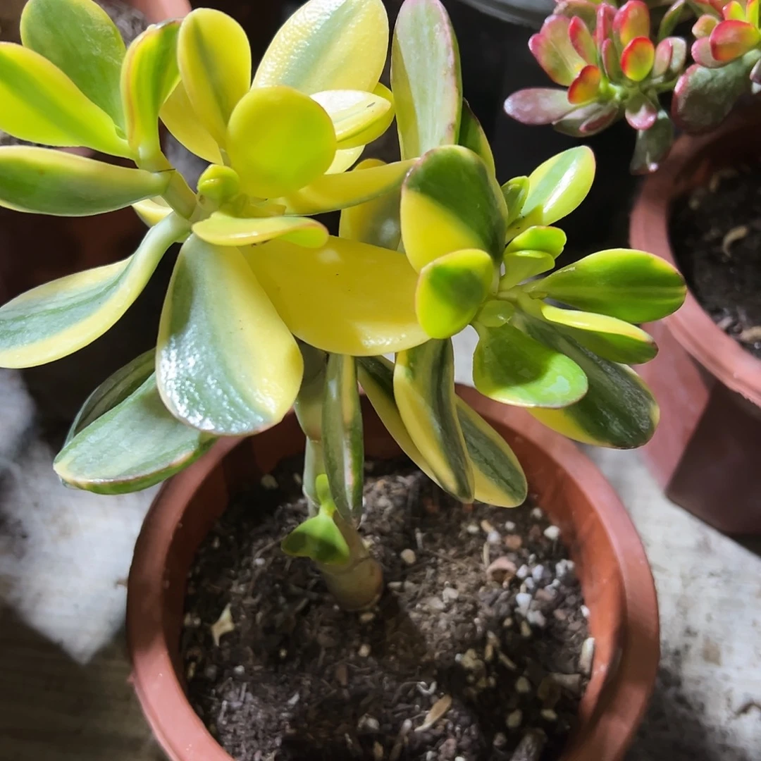 【***】老花月锦带土球发货8860