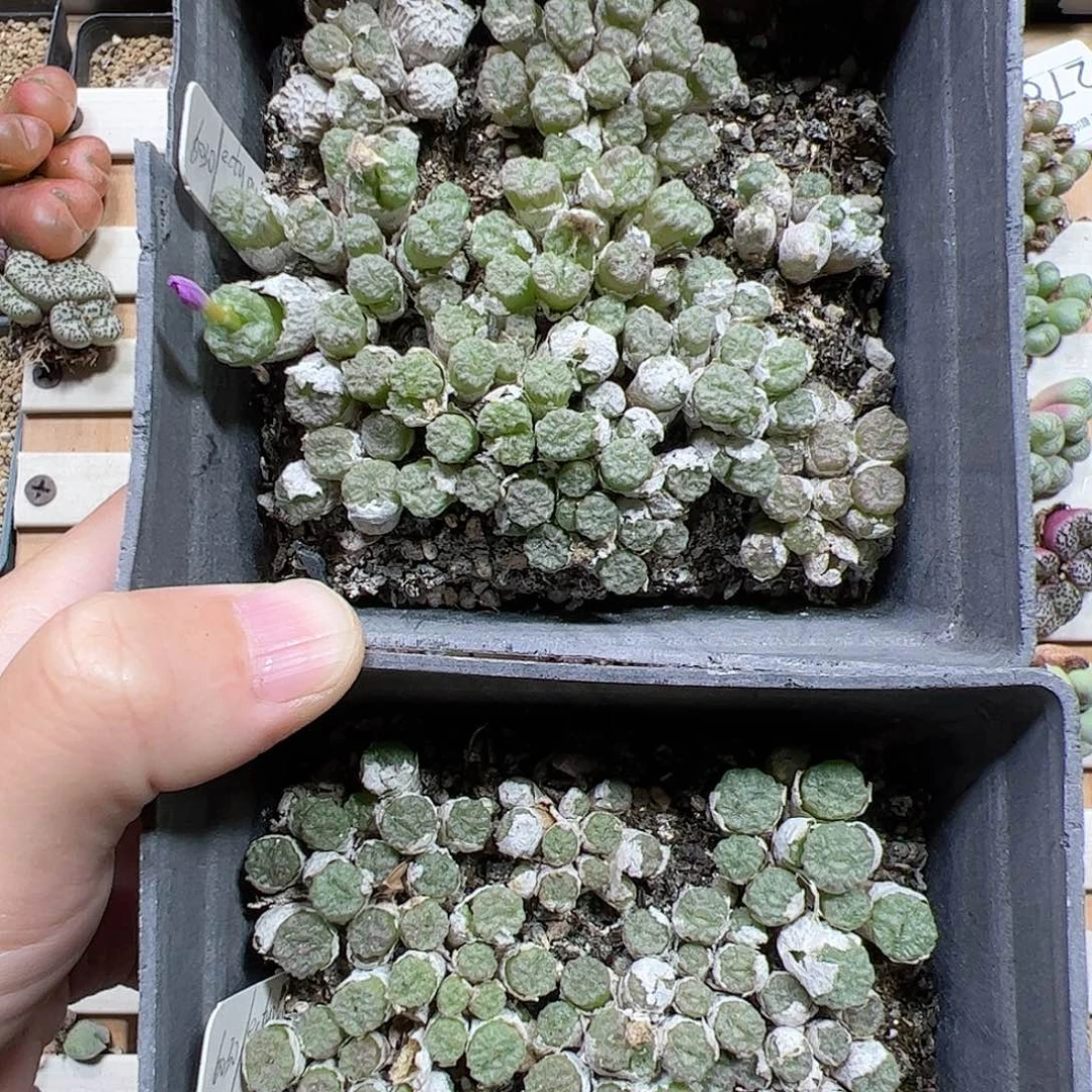 【闪购商品】312 清