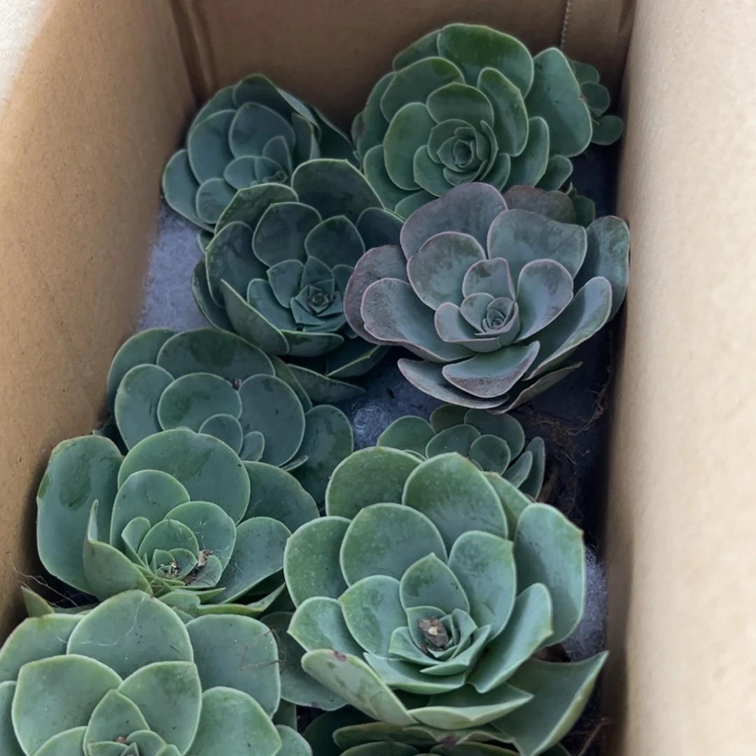 陈陈917山地玫瑰多品种混