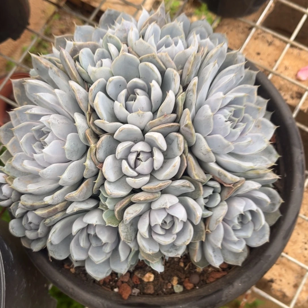 新疆西藏内蒙不发货，雪兔