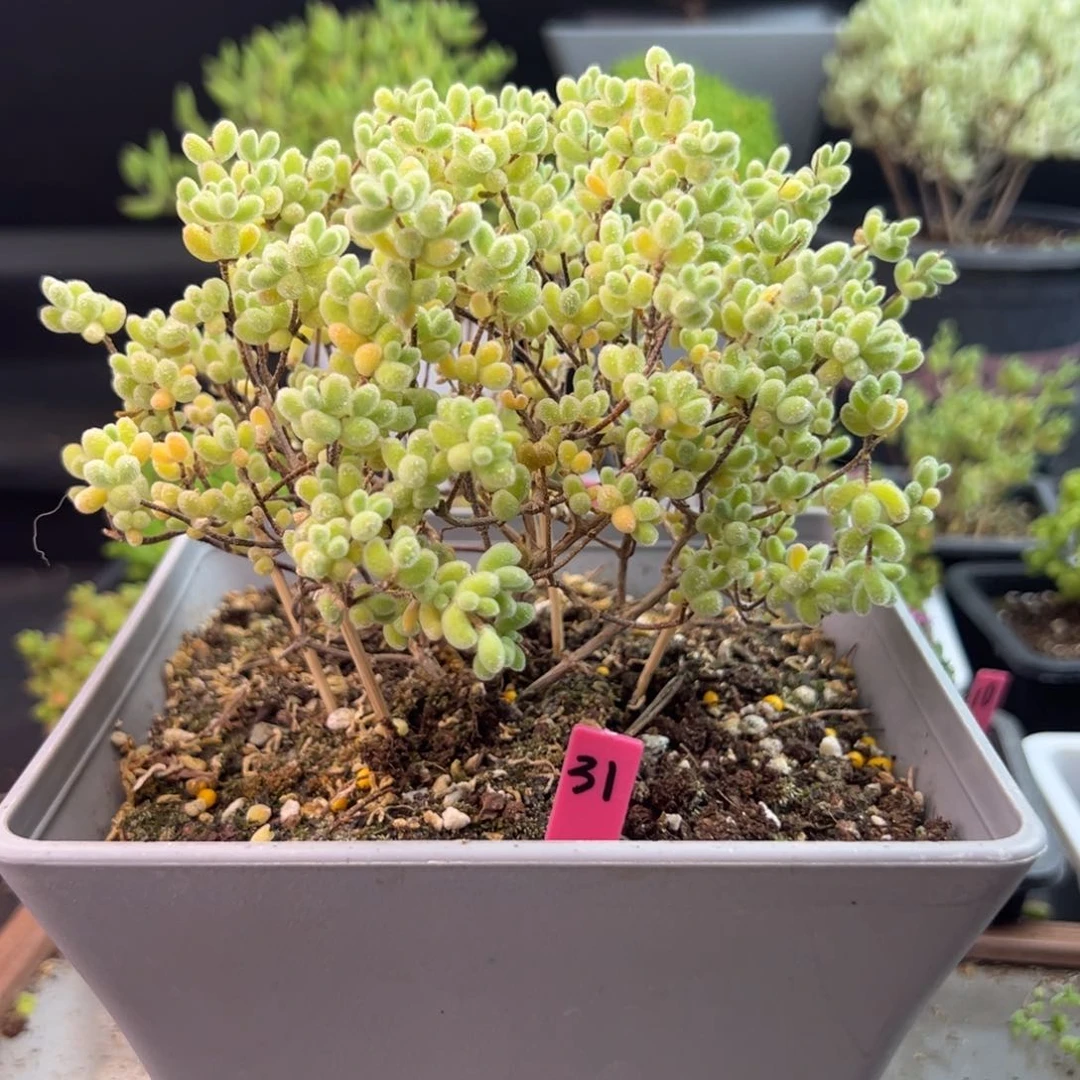 冰钻枝干31号14cm盆