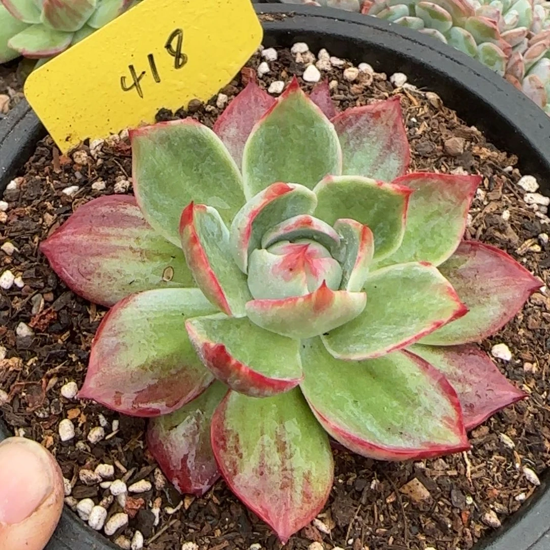 惊鸿一物一拍包装收缩花旱418