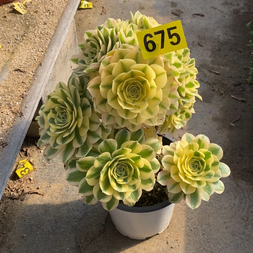 迈巴赫多肉法师675